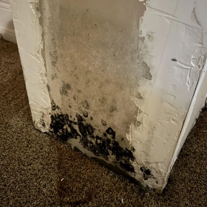 Professional Mold Removal in Webster County, MO
